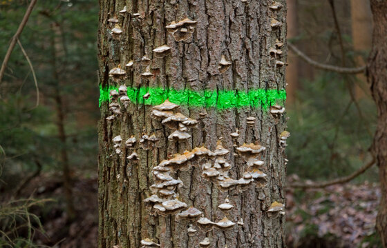 Oak tree, sick and dying, infested with mushrooms, marked with green paint marked to be cut down