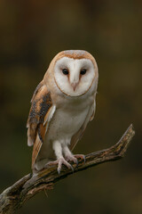 Cute and beautiful Barn owl (Tyto alba) on a branch. Autumn background.  Noord Brabant in the...