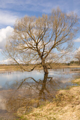 Spring floodplain forest, a tree standing in the water, against the blue sky. Selective focus