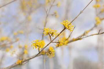 Yellow dogwood flowers on the background of a spring garden and blue sky. Selective focus. Spring flowering
