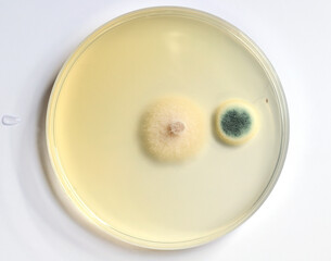 Culture on nutrient agar petri dish including yeasts and fungi