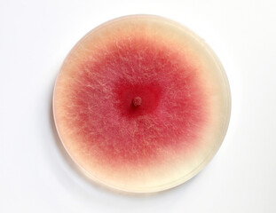 Culture of mold growing in a petri dish on a PDA, agar nutrient plate, colonies of Fusarium.