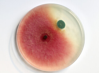 Culture of mold growing in a petri dish on a PDA, agar nutrient plate, colonies of Fusarium (red, pink) and Penicillium (blue, grey) fungi.