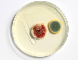Petri dishes with growing microflora. Study hygiene premises restaurants. food safety