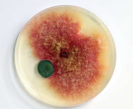 Close-up of mold growing in a petri dish. Fusarium, Penicillium.