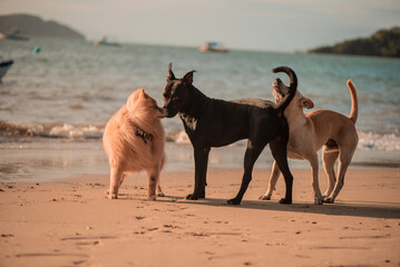 dogs playing on the beach