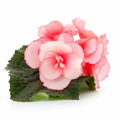 A pink begonia on white background Generative AI