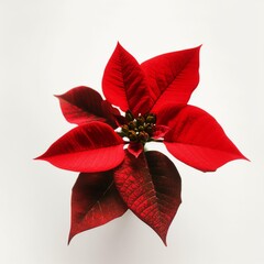 A red poinsettia on white background Generative AI