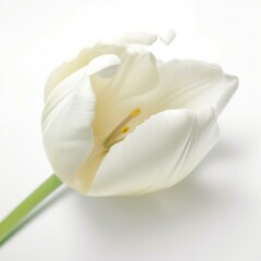 A white tulip on white background Generative AI