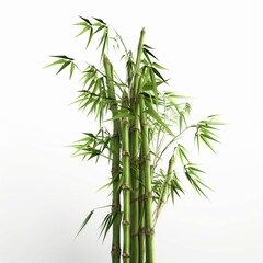 Fototapeta na wymiar A green bamboo plant on white background Generative AI