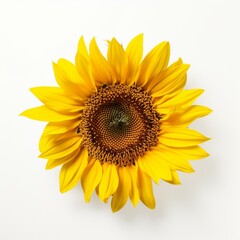 A yellow sunflower on white background Generative AI