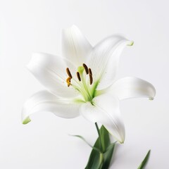 A white lily on white background Generative AI