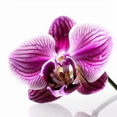 A purple orchid on white background Generative AI