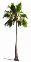 Obraz premium palm tree isolated on white