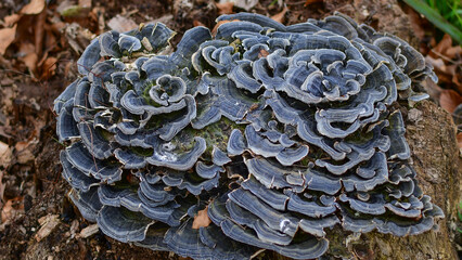 Turkey tail is a medicinal mushroom with an impressive range of benefits. Turkey tail (Trametes versicolor) 