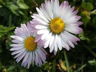 daisy flower