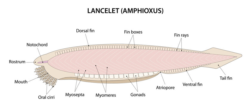 Lancelet or Amphioxus (Branchiostoma). The lancelet is a small, translucent, fish-like animal.