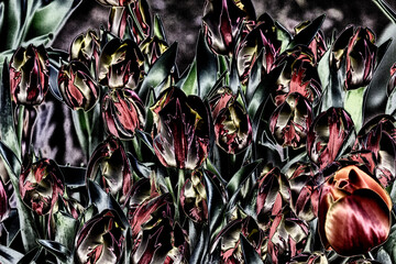 Illustration. Graphic processing of a photo. Red and green silhouettes of tulips on a black background. Texture, background, element for web design.
