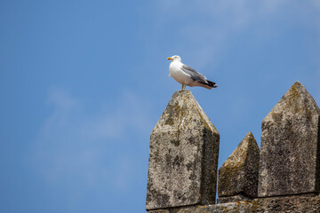 Seagull on the old town