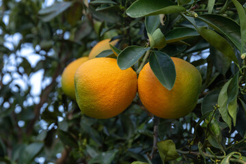 Ripe oranges in a citrus orchard. Citrus sinensis. Close up. Israel. Winter