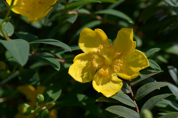 セイヨウキンバイ