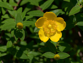 セイヨウキンバイ