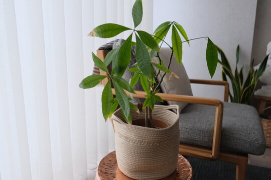 The money tree plant is on the side table. The money tree is near the armchair. Pachira is in front of the window in the home. 