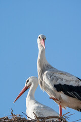 Close up stork portrait with beautiful blue sky 