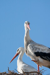 Close up stork portrait with beautiful blue sky 