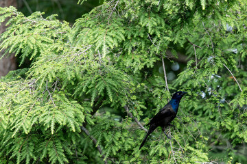 Blackbird on a branch, Common Grackle (Quiscalus quiscula)