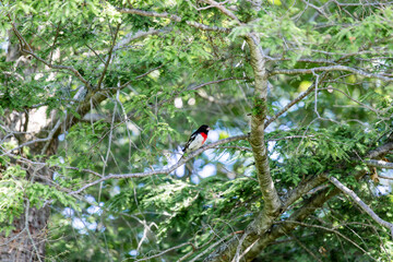 Rose-breasted Grosbeak, adult male (Pheucticus ludovicianus) Bird cut-throat. Bird North America