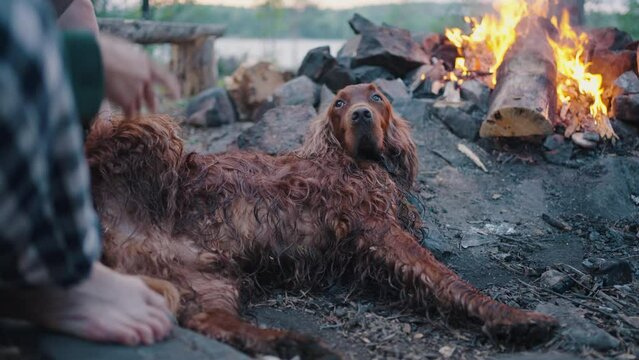 Irish red setter pet lounging resting by the fire with a raised paw, the owner pats on the leg, a family picnic in nature by the lake