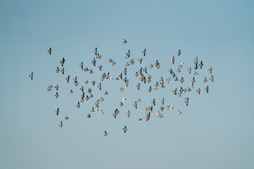 Big flock group of pigeons flying in the sky