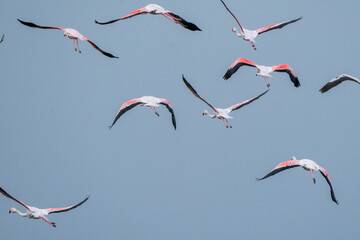 Big flock of flamingo's flying
