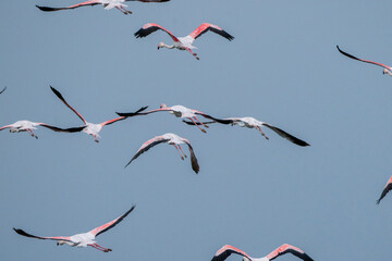 Big flock of flamingo's flying