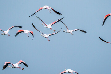 Big flock of flamingo's flying