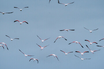 Flock of flying flamingo's in Portugal  Algarve