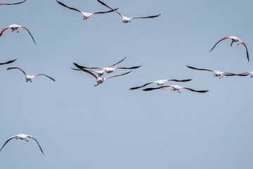 Big flock of flamingo's flying