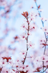 pink cherry blossom in spring