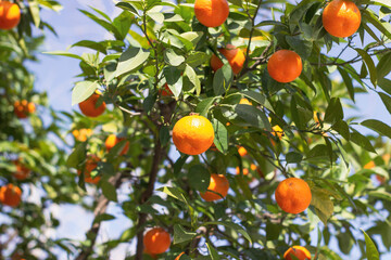 orange tree with fruits