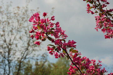 malus apple tree scarlet bright flowering during springtime