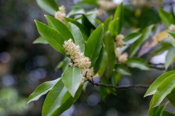 white blossom of Prunus laurocerasus Laurocerasus caroliniana Mill. M.Roem