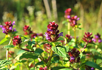 Self Heal plant flower, a bush of Prunella vulgaris plant close up in the garden
