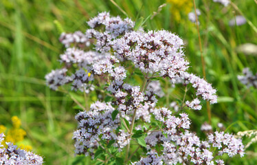 Summer flowering Origanum vulgare
