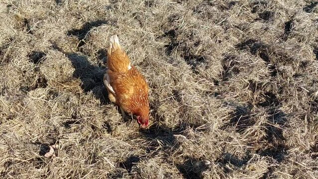 Une poule rousse gratte dans le foin pour trouver sa nourriture.