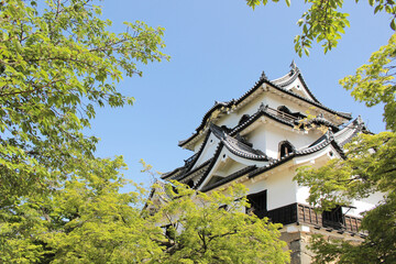 Fototapeta premium 日本の城