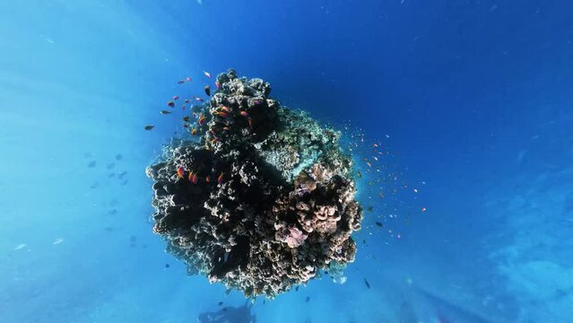 School of bicolor anthias fish and parrotfish swimming over tropical coral in coral garden in reef of Maldives island in 360 video camera degree modus