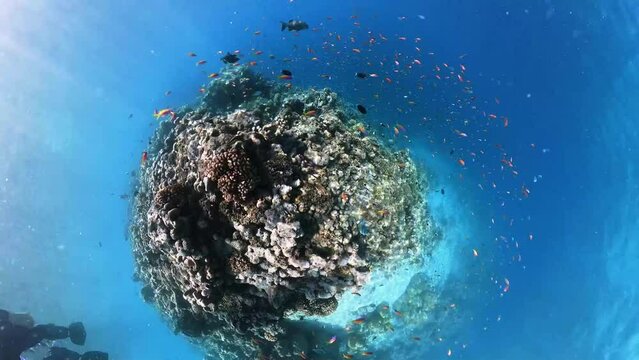 School of bicolor anthias fish and parrotfish swimming over tropical coral in coral garden in reef of Maldives island in 360 video camera degree modus