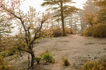 Obraz premium path in the woods