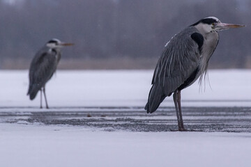great blue heron